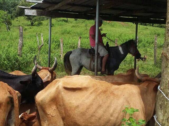 #34 - Finca para Venta en Panamá - 8