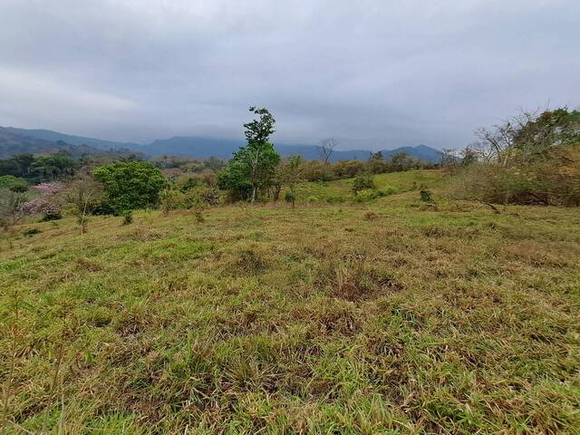 #41 - Finca para Venta en Panamá - 8 - 2